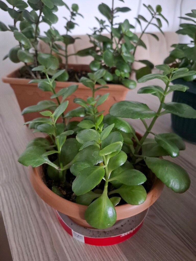 kalanşo çiçekleri ( Tanesi 250₺) - 6