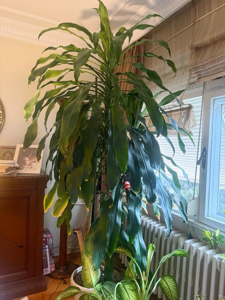 Yucca Bitki
