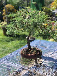 Bonsai Bitkisi - 2