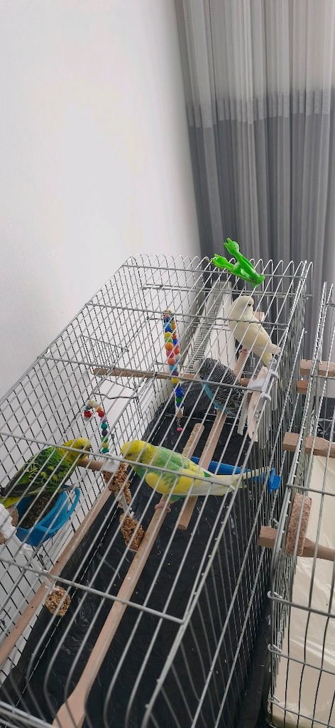 kuş kafesi 2 tane tüm herşeyiyle - 6