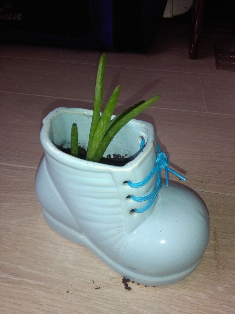 Aloevera5 Çiçek - 2