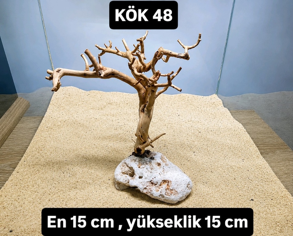 akvaryum kök - 10