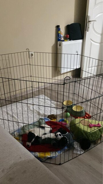 köpek oyun alını ve tasma