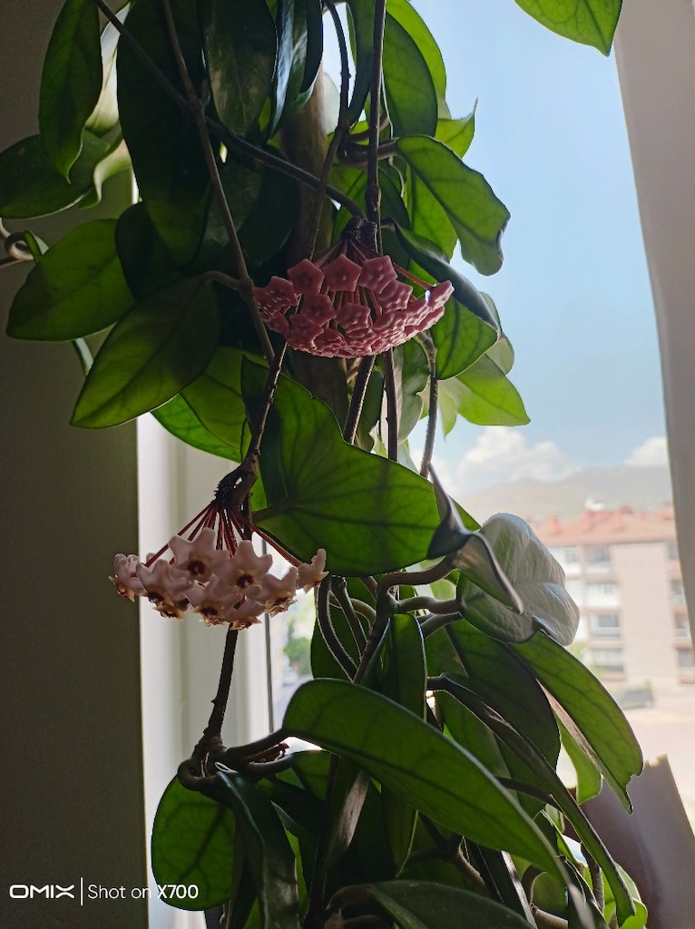 mum çiçegi - 2