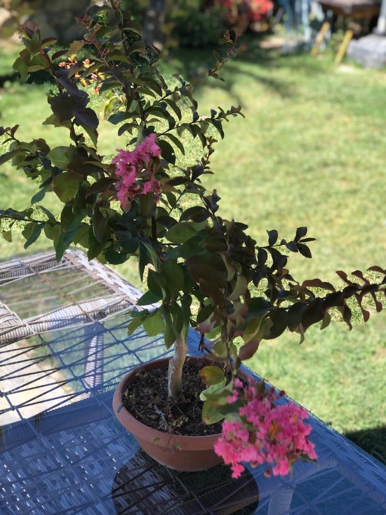 Bonsai Oya Ağacı - 2