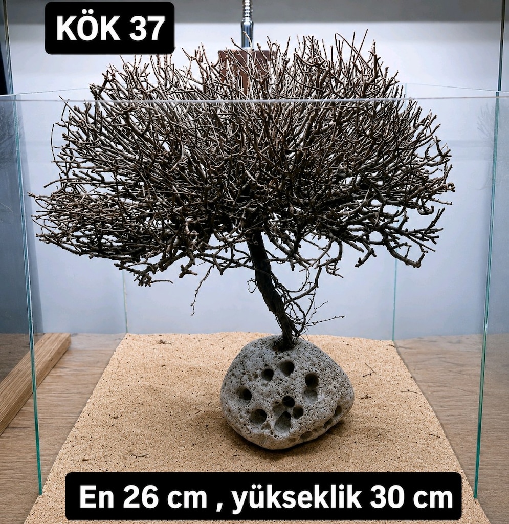 Moss ağaç çeşitleri - 16