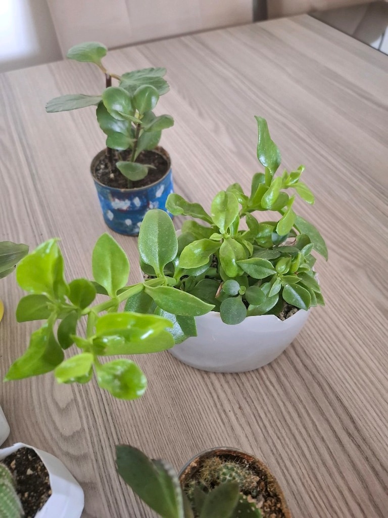 Hepsi 100₺ 6 adet canlı çiçek - 11
