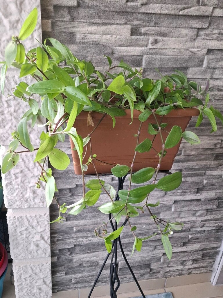 telgraf çiçeği ve çiçeklik 1050₺ - 13