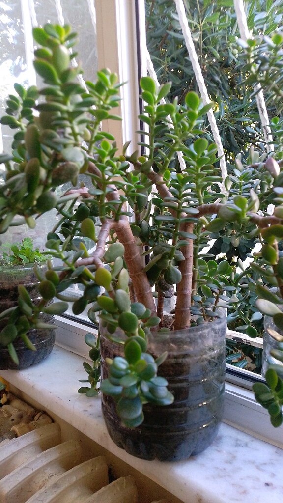 PARA ÇİÇEĞİ - CRASSULA OVATA - YEŞİM AĞACI - 2
