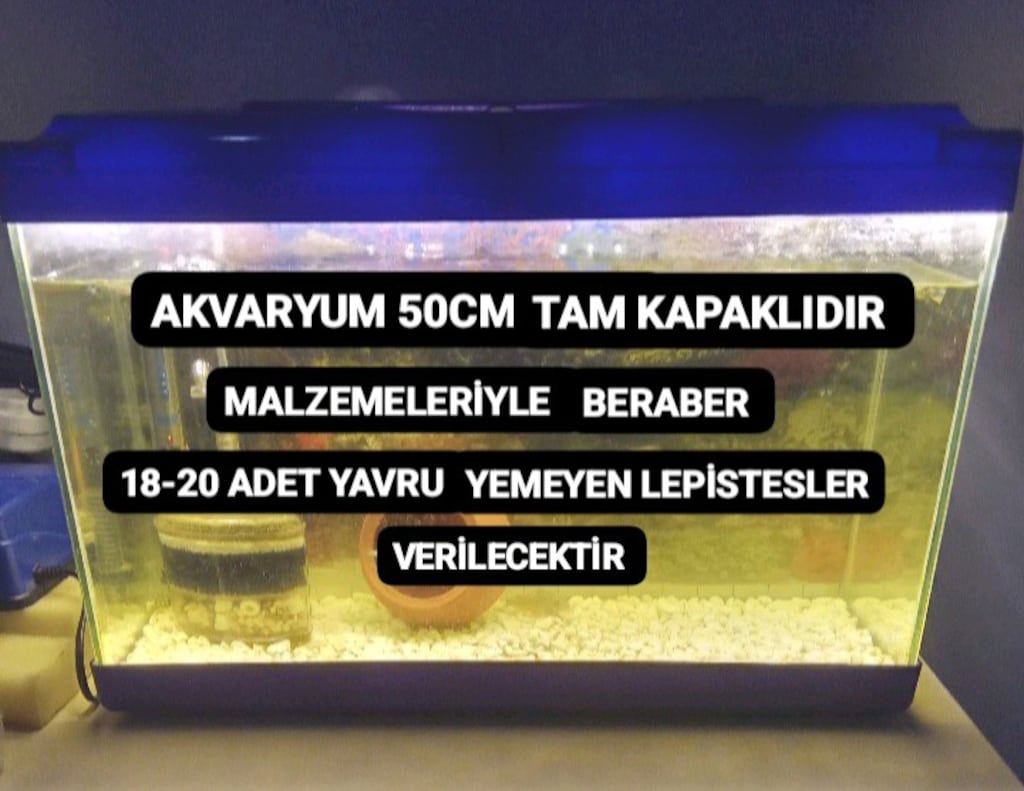 YAVRU YEMEYEN LEPİSTES AKVARYUMU - 4