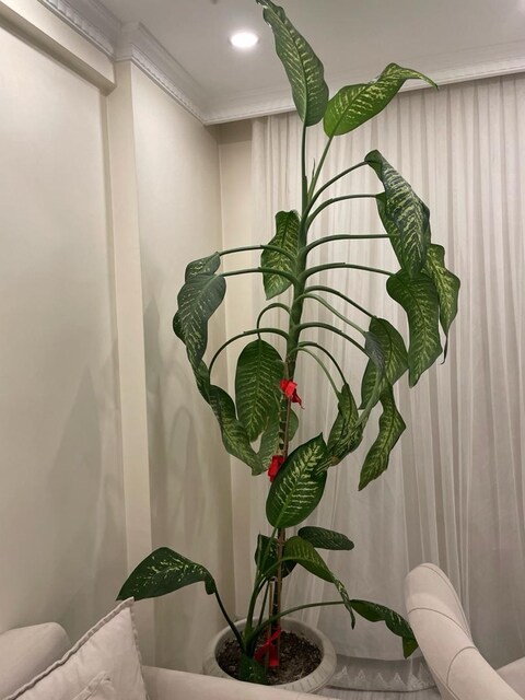 difenbahya