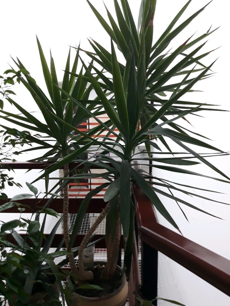 yukka yucca gigantea 2.50 cm 3 yavrulu canlı ve bakımlı - 2
