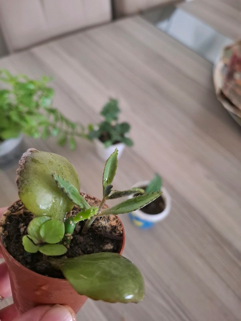 mini kaplarda 5 farklı çiçek 100₺ - 6