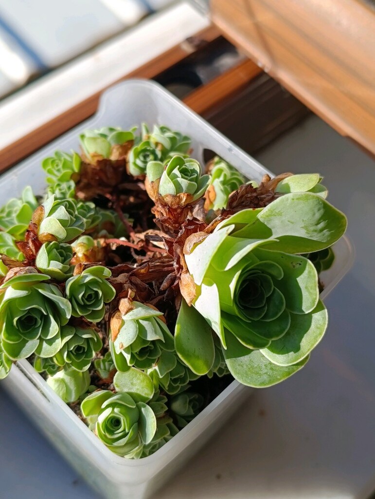 Greenovia Dodrantelis Aeonium Sukulent - 12