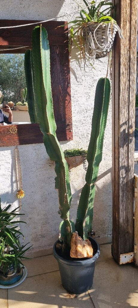 DİKENSİZ (euphorbia)kaktūs - 2