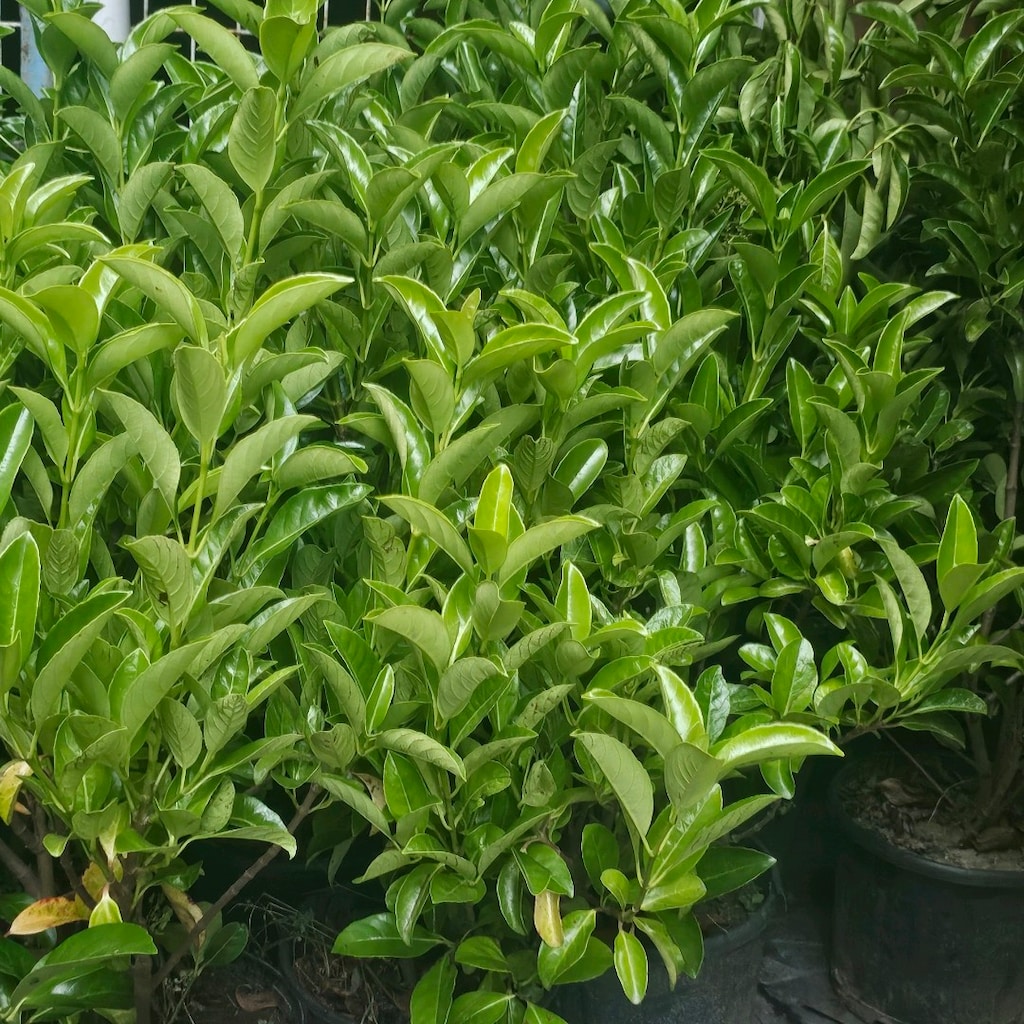 limon selvi kartopu