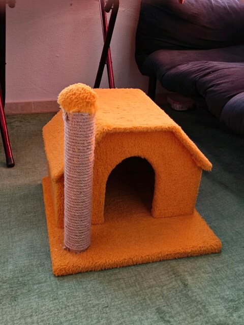 Kedi evi