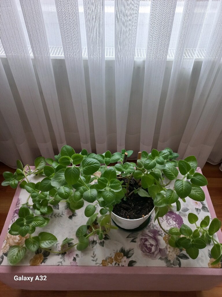 canlı çiçek küba kekik - 3
