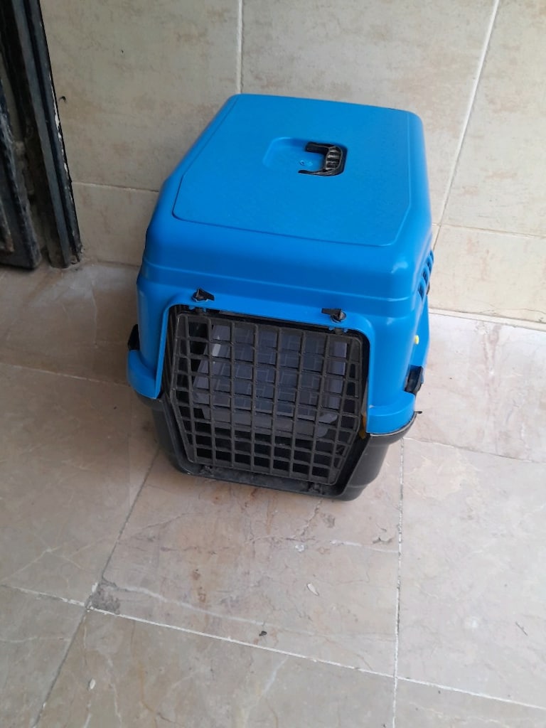 kedi ve köpek için koymak için sağlam kırık yok - 2