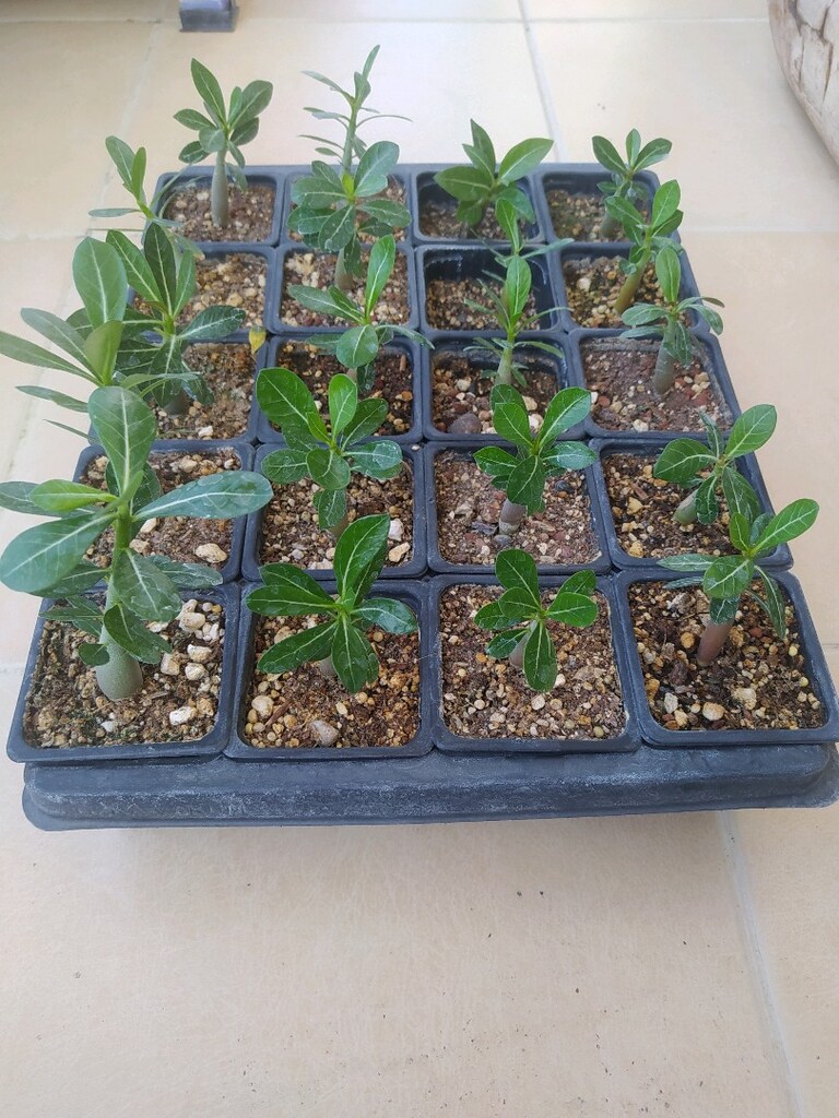20 ADET ÇÖL GÜLÜ - ADENİUM - 2