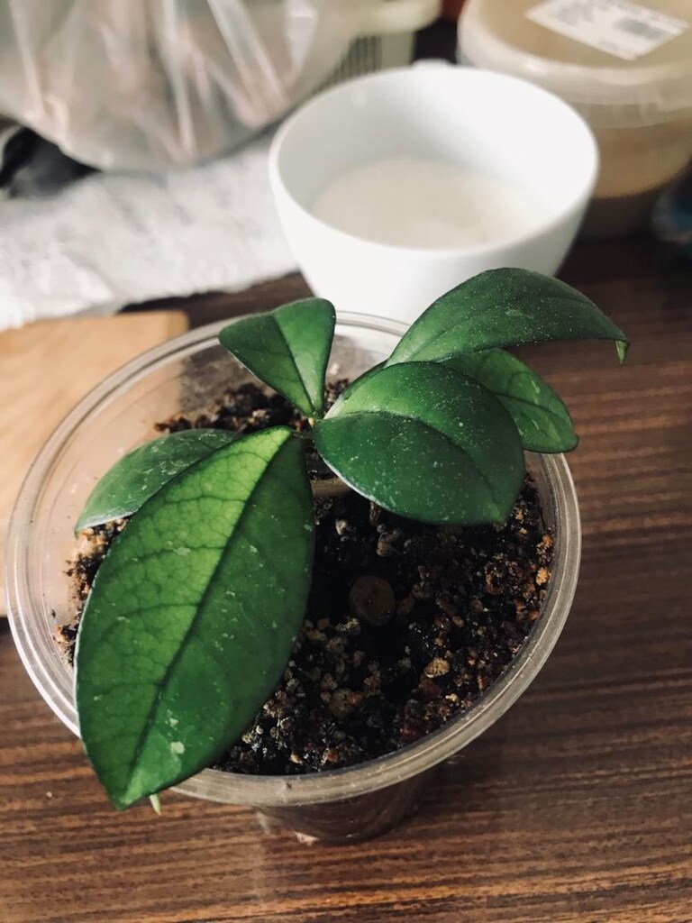 Hoya craspetiolata çiçek görseli alıntıdır - 5