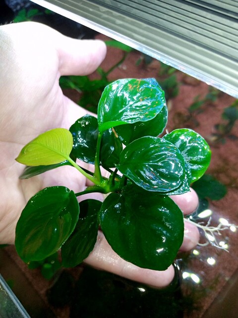 ANUBİAS GOLDEN AKVARYUM BİTKİSİ