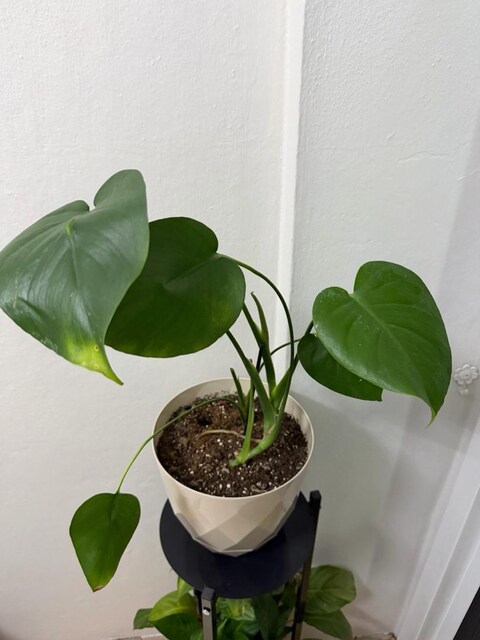 Monstera Devetabanı bitkisi