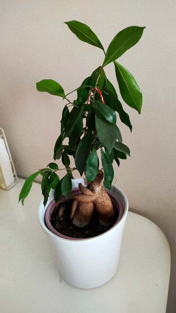 bonsai - 4