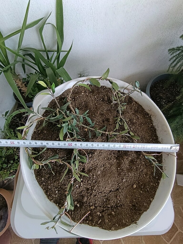 bonsai - 3