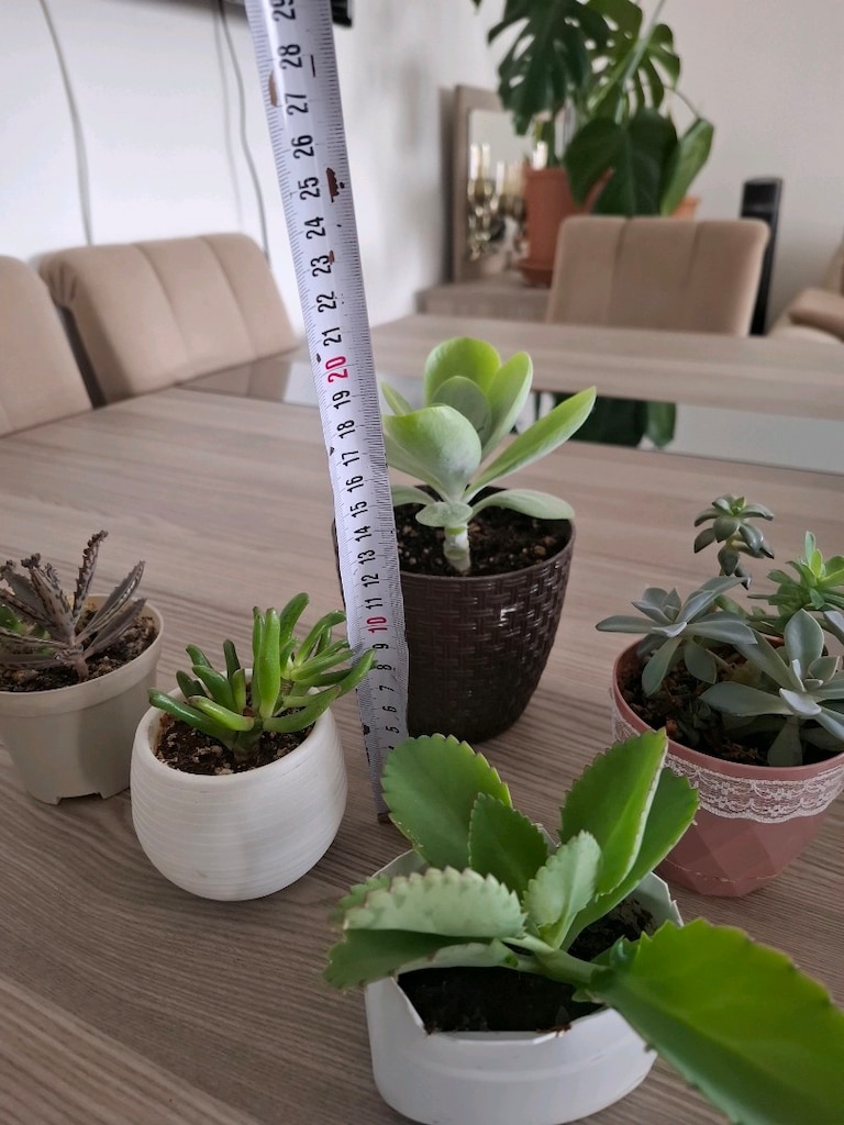sukulent çeşitleri ( hepsi 550₺) - 9