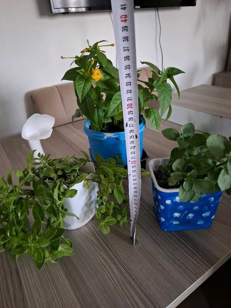 canlı çiçekler ( hepsi 350₺) - 3