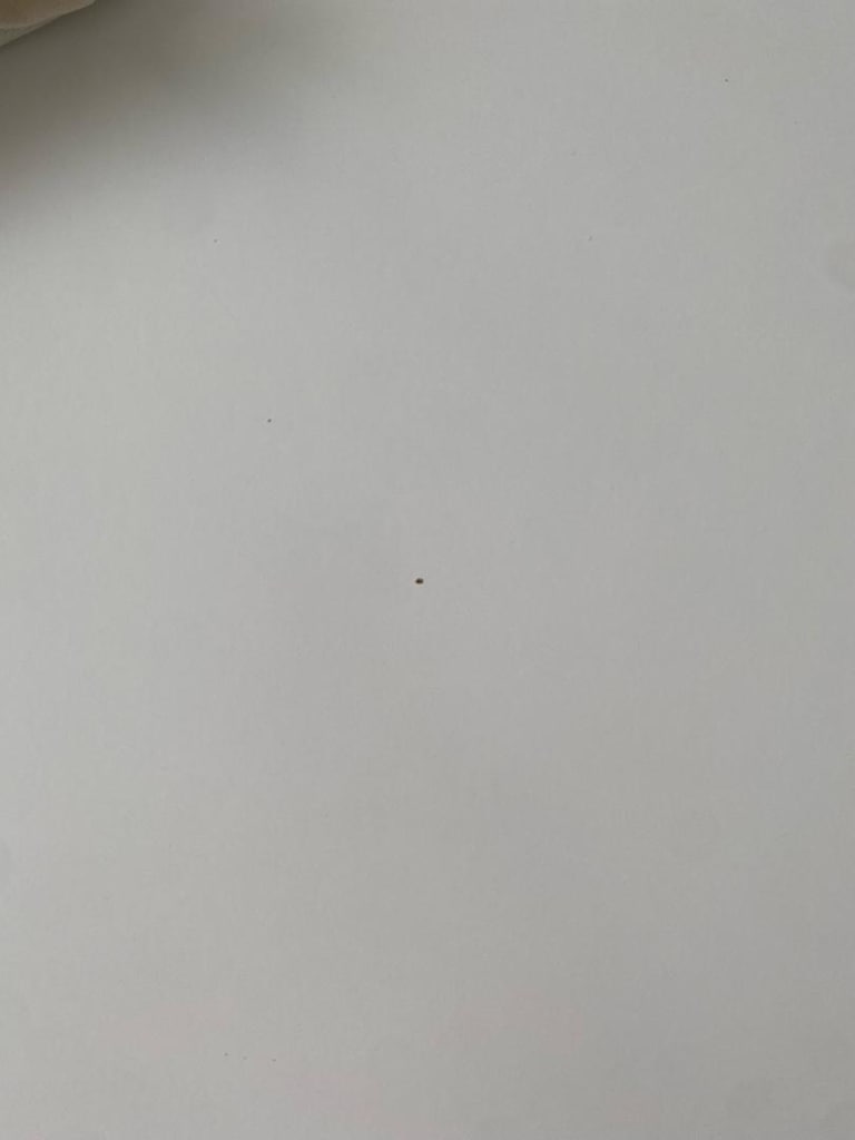 Bellona leny yemek odası takımı - 3