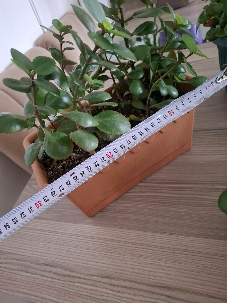 kalanşo çiçekleri ( Tanesi 250₺) - 7