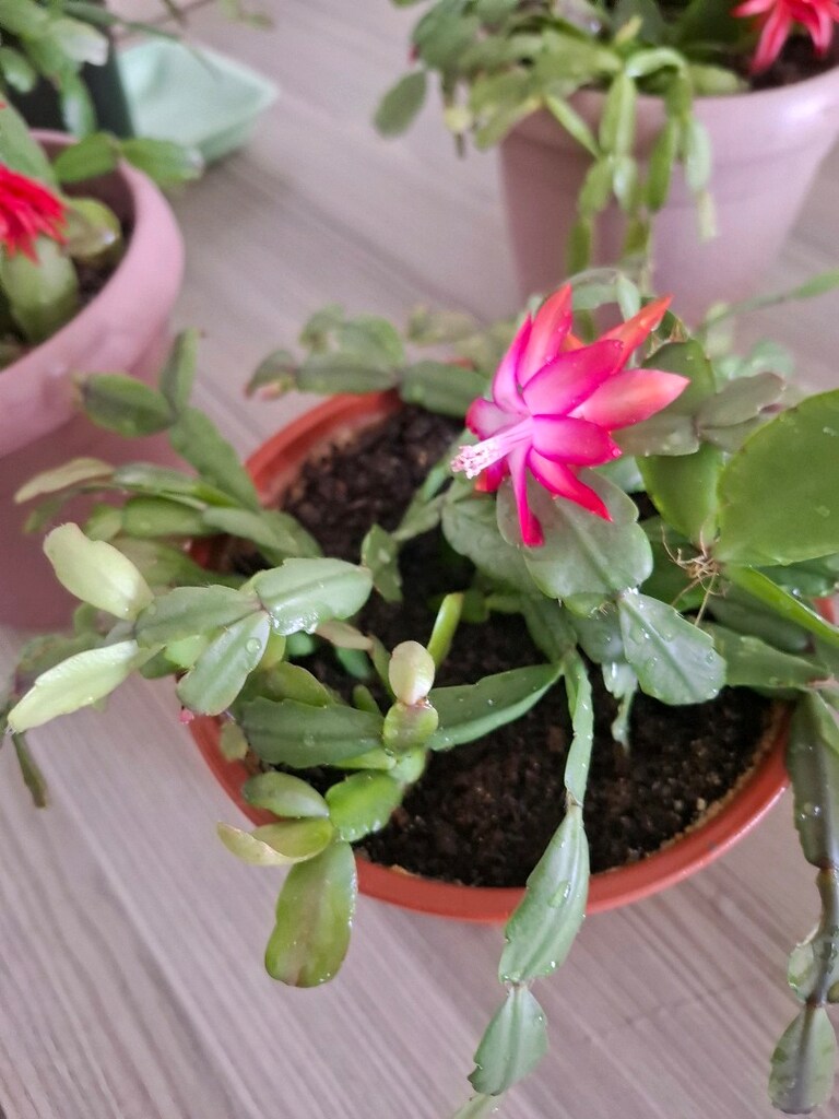 Canlı çiçekler ( tanesi 250₺) - 8