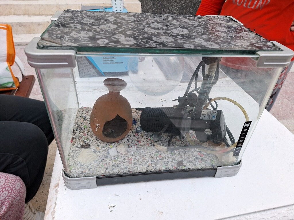 Balık akvaryum - 2