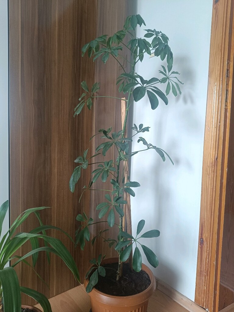 canlı çiçek - 2