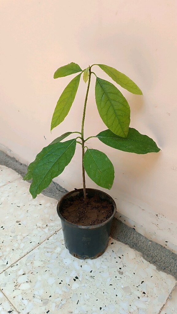 2 Adet Avakado ağacı - 2