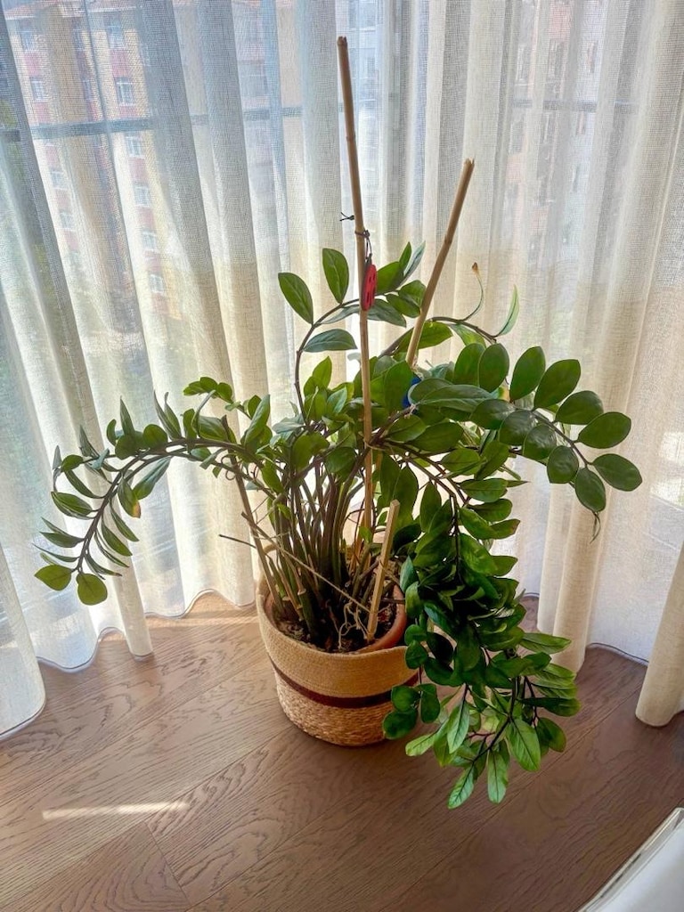 90 cm büyük boy zamia - zz - zeze çiçeği - yeni sürgünlü