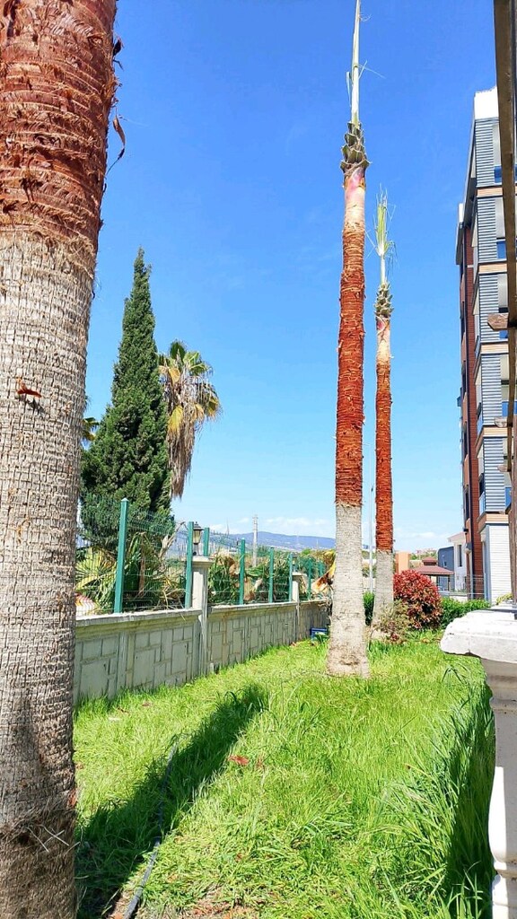 Palmiyeci Ergün evgin - 2