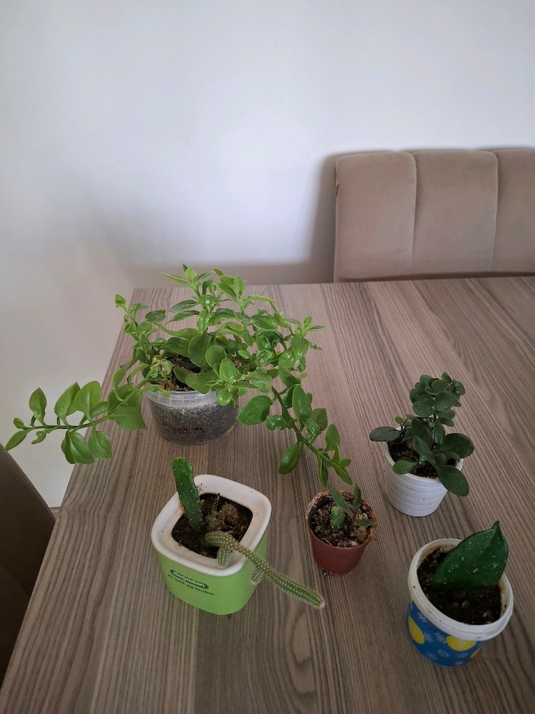 mini kaplarda 5 farklı çiçek 100₺ - 10