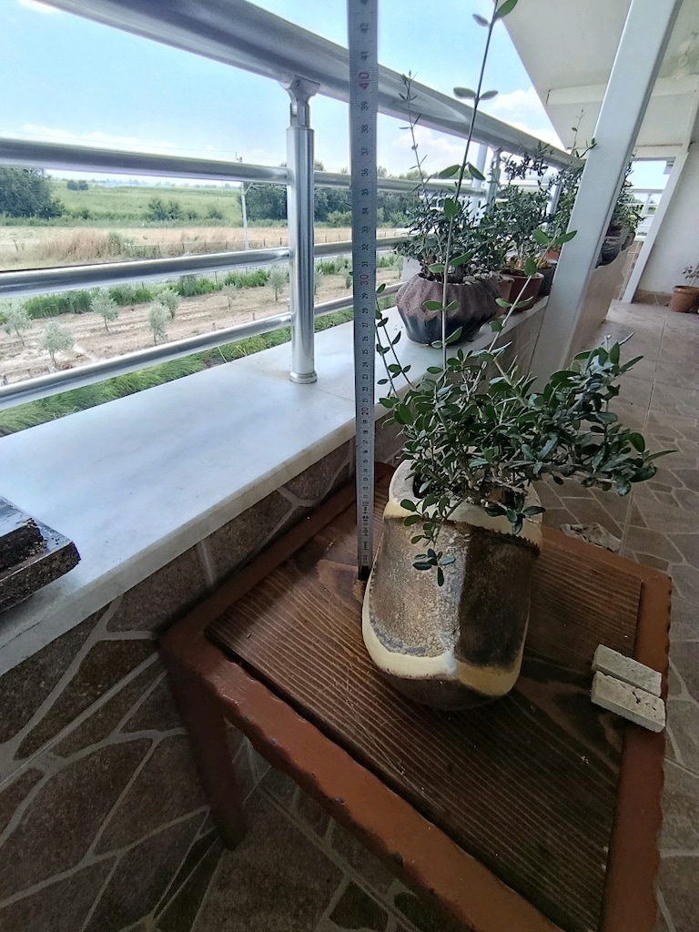 zeytin bonsai adayı - 4