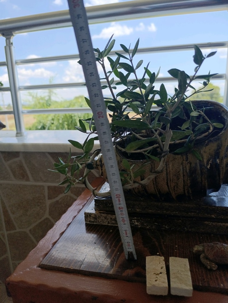 zeytin bonsai - 5