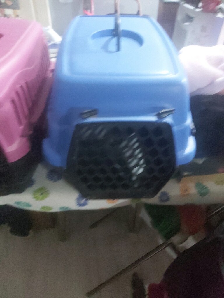 kedi taşıma - 2