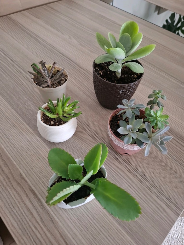 sukulent çeşitleri ( hepsi 550₺) - 10