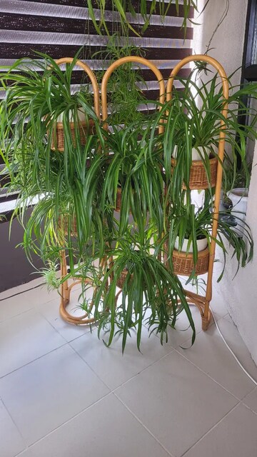 Bambu büyük çiçeklik İstanbul