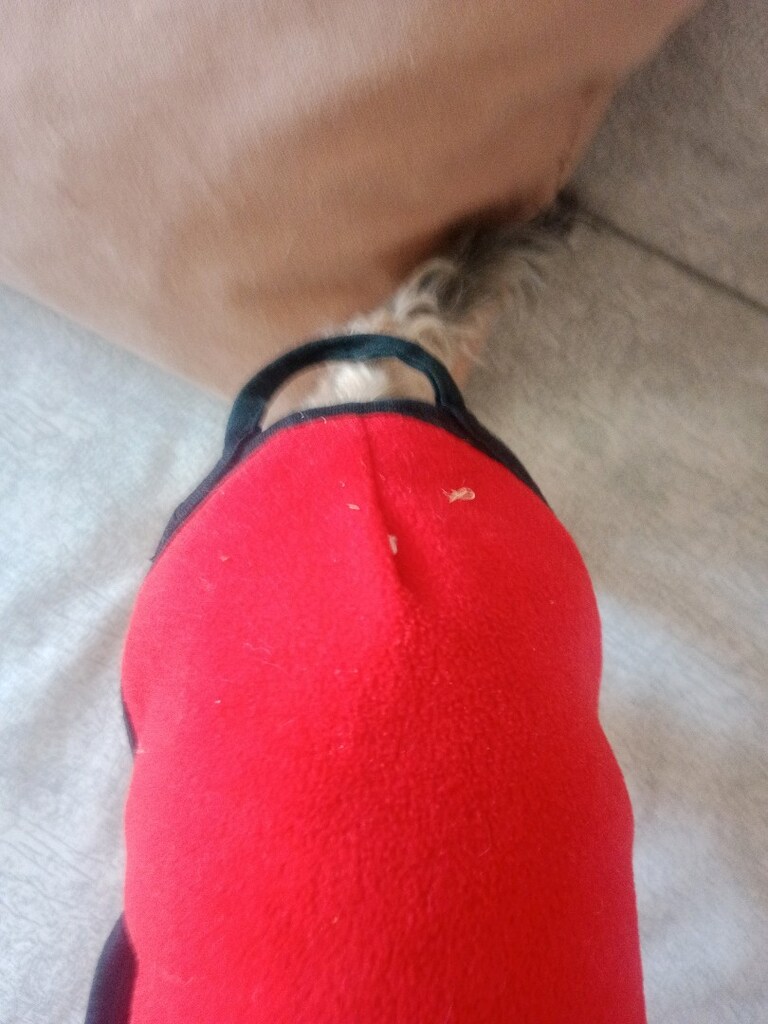 S beden köpek giysisi - 5