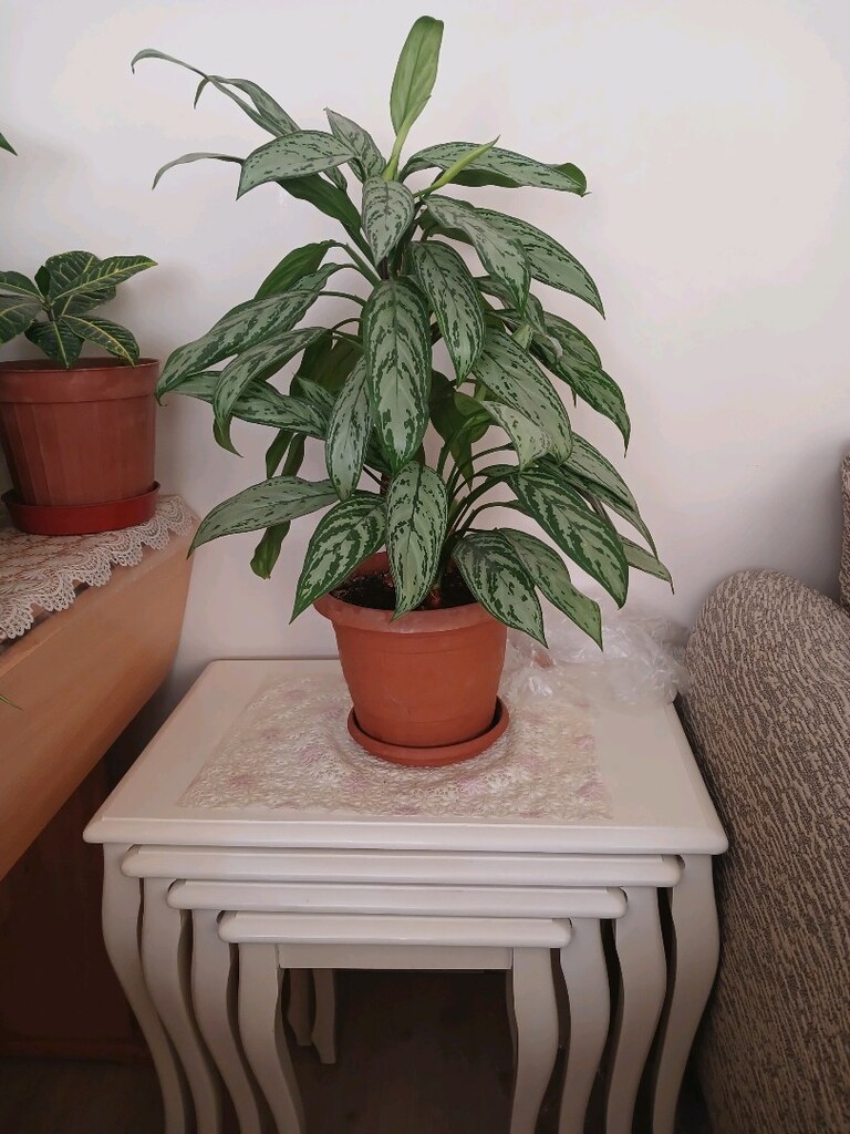 ev balkon çiçekleri - 19