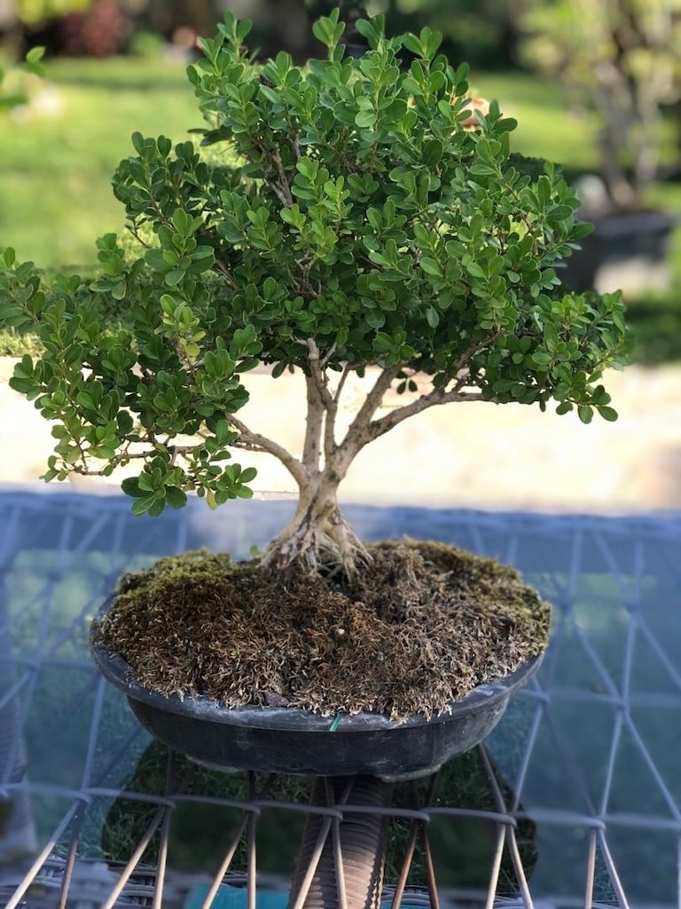 Saksıda Bonsai - 2