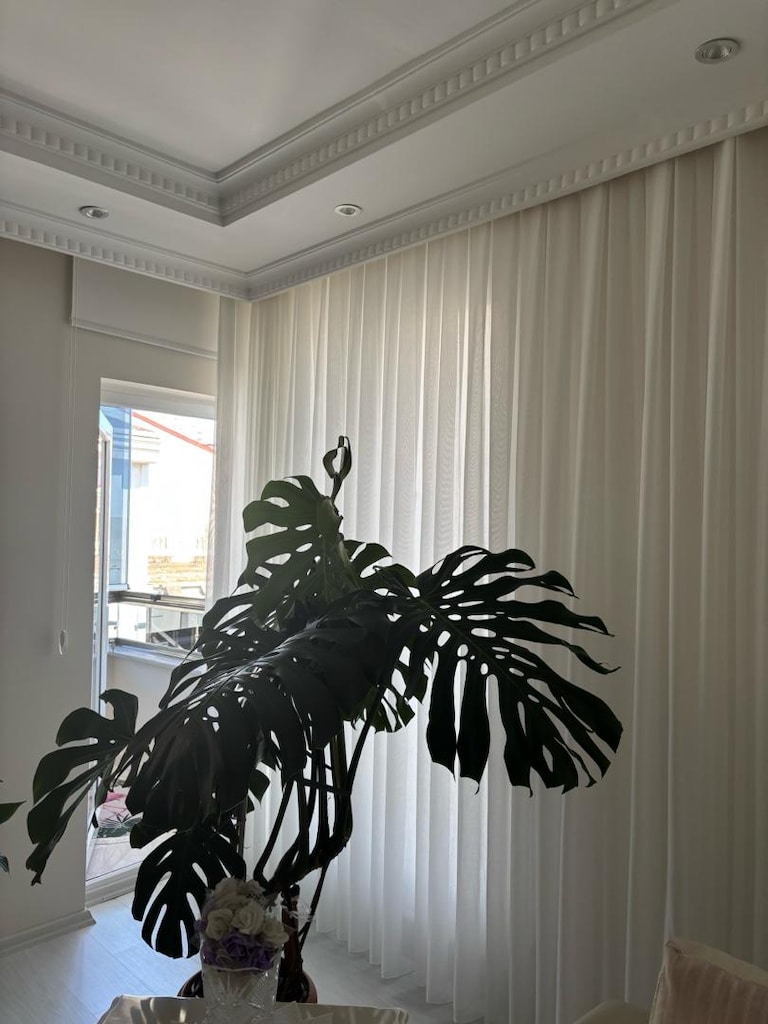 Dev Boy / Koleksiyonluk Monstera Deliciosa (Deve Tabani) - 2