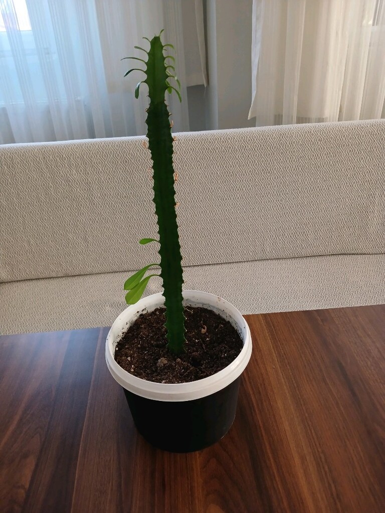 süt ağacı çanlı çiçek - 2